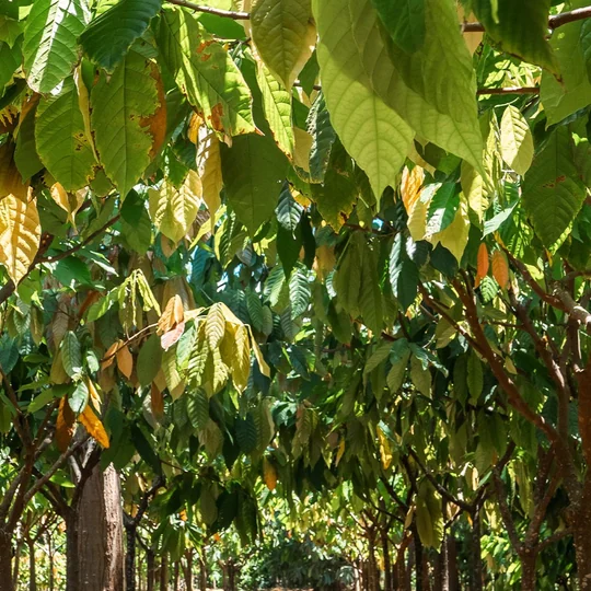 Cacao tree leaves