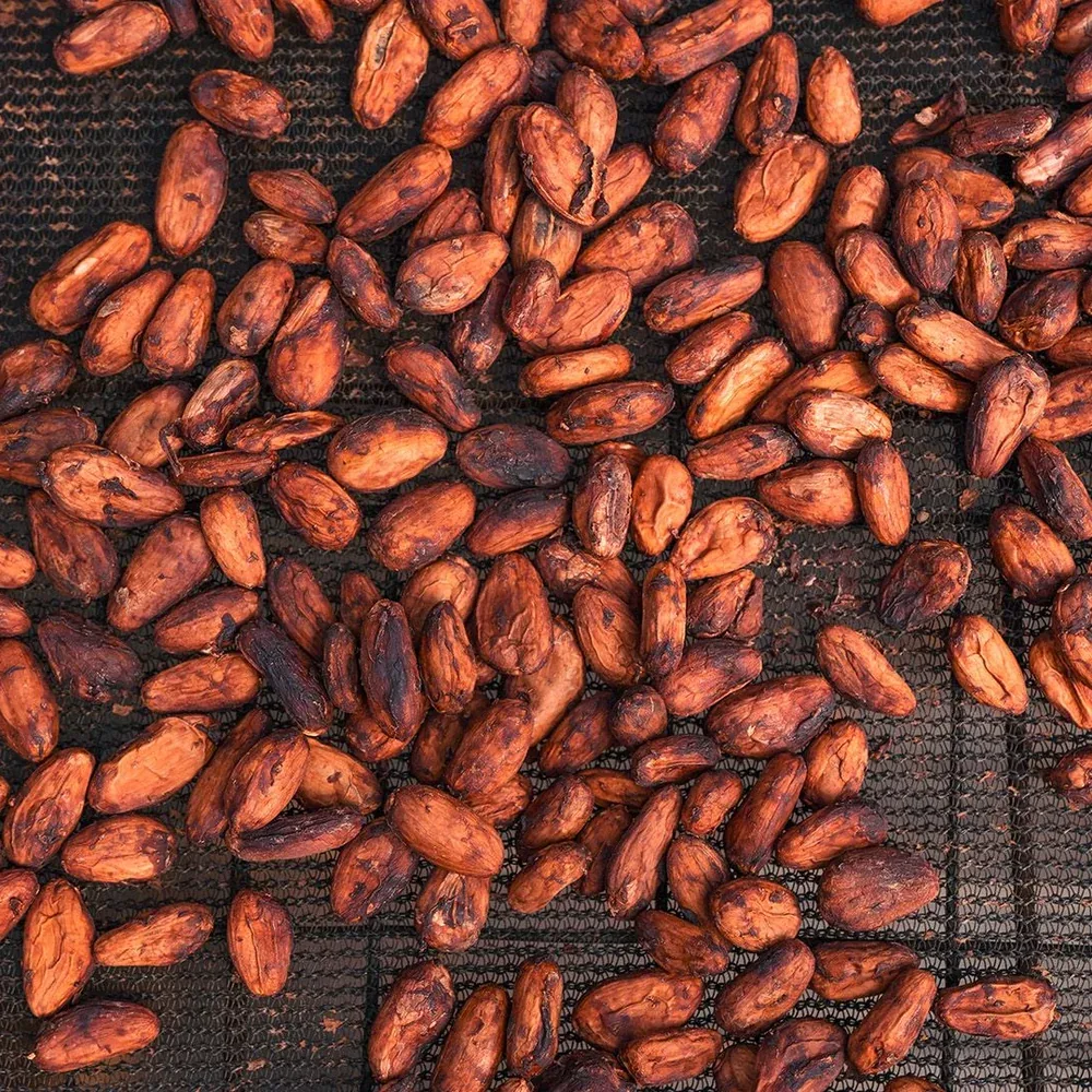 Pile of roasted cocoa beans on a textured surface