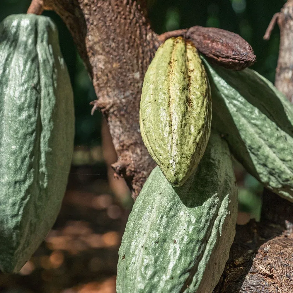 Close-up of green cocoa pods growing on a tree trunk