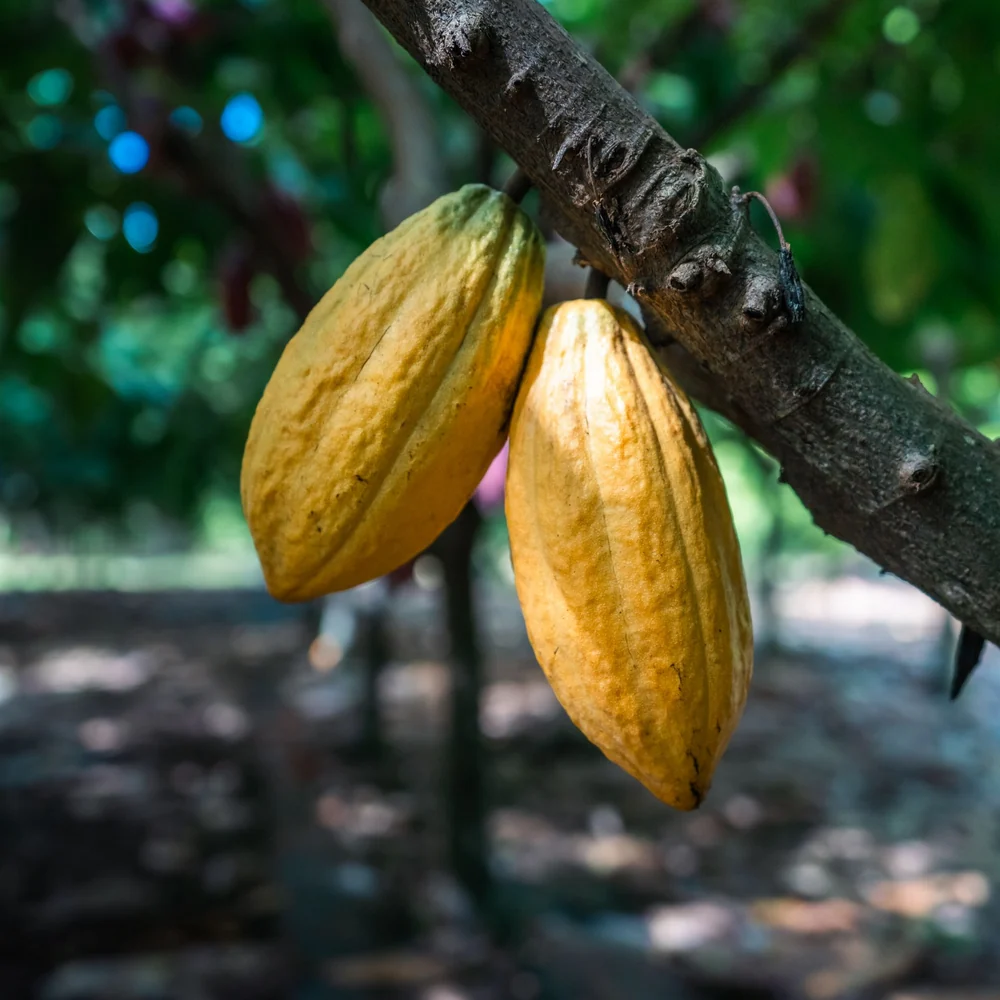 Two yellow cacao pods hanging from a tree branch in a blurred forest setting