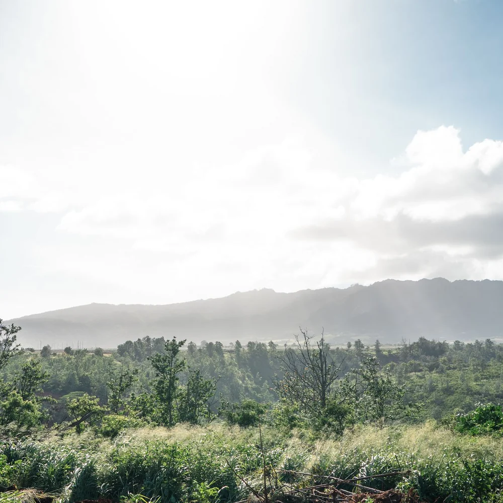 Sunlit green orchard with distant hills beneath a bright sky