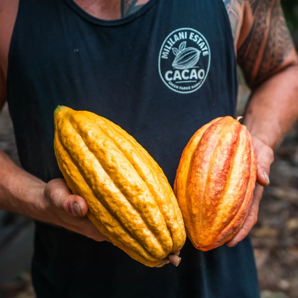 Person holding two ripe cacao pods, one yellow and one orange-red, against a black shirt
