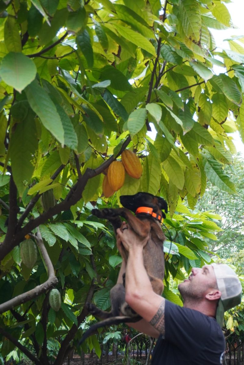 Man lifting a dog near a tree with green leaves.
