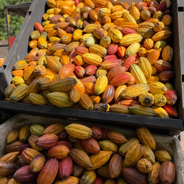 Piles of colorful cocoa pods in wooden crates outdoors.