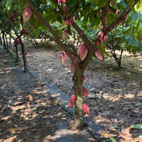 Tree with pink cacao pods growing in a plantation.