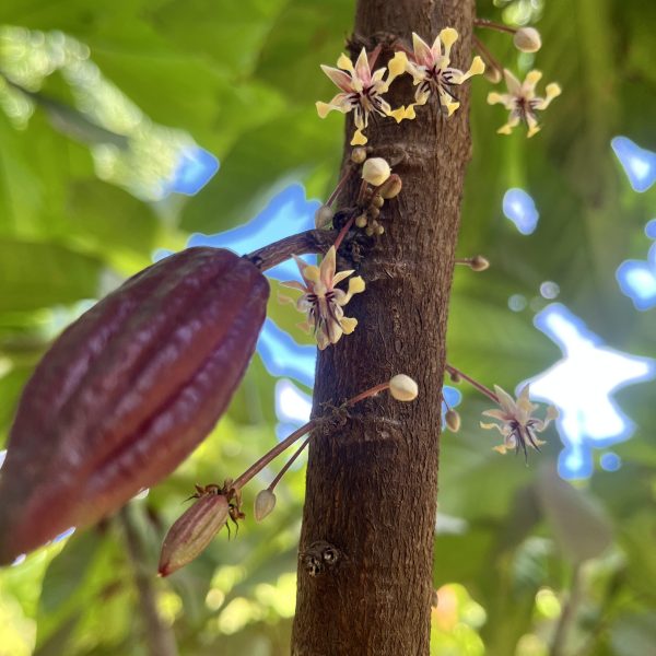Cacao pod and blossoms on a tree branch with green leaves.