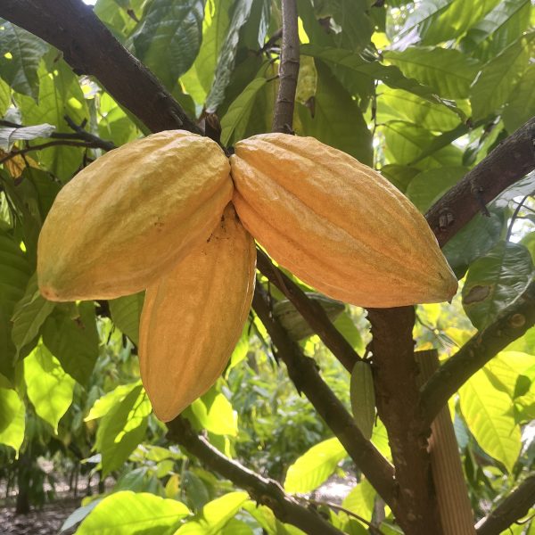 Three ripe cacao pods growing on a tree branch among green leaves.